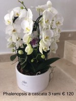 Phalenopsis a cascata